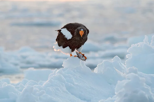 Eagle Vinter Japan Med Snö Vackra Stellers Sea Eagle Haliaeetus — Stockfoto