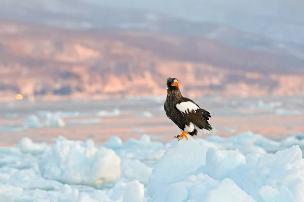 Eagle on ice. Winter Japan with snow.  Wildlife action behaviour scene from nature. Wildlife Japan. Steller\'s sea eagle, Haliaeetus pelagicus, bird with catch fish, with white snow, Sakhalin, Russia.