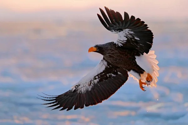 Flygande Sällsynta Eagle Stellers Sea Eagle Haliaeetus Pelagicus Flygande Rovfågel — Stockfoto