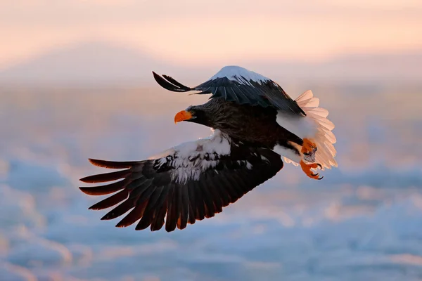 Létající Vzácný Orel Orel Haliaeetus Obrovské Létající Dravý Pták Modrou — Stock fotografie