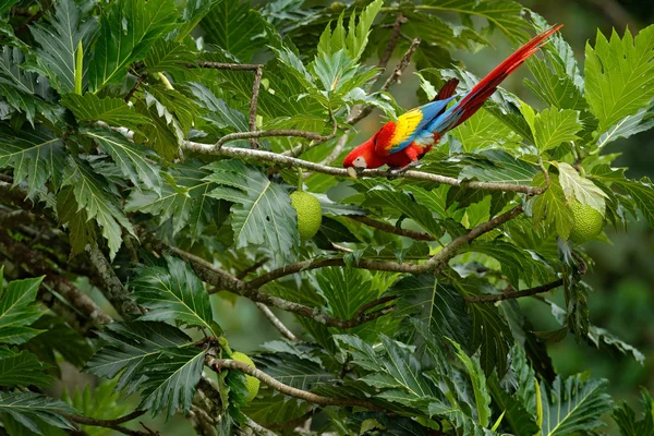 ブラジルの枝に座って赤いオウム コンゴウインコ Ara マカオ鳥 熱帯森林自然から野生動物愛のシーン 自然の生息地で木の枝に美しいオウムは 緑の生息地 — ストック写真