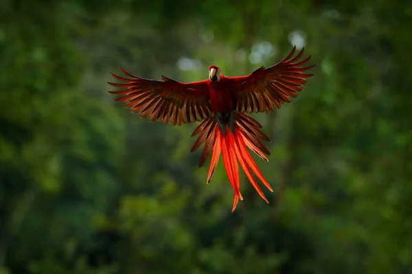 フォレストで赤いオウムは コンゴウインコ オウムは 濃い緑で飛ぶ コンゴウインコ 熱帯林 コスタリカの Ara マカオ 熱帯の自然から野生動物のシーン — ストック写真