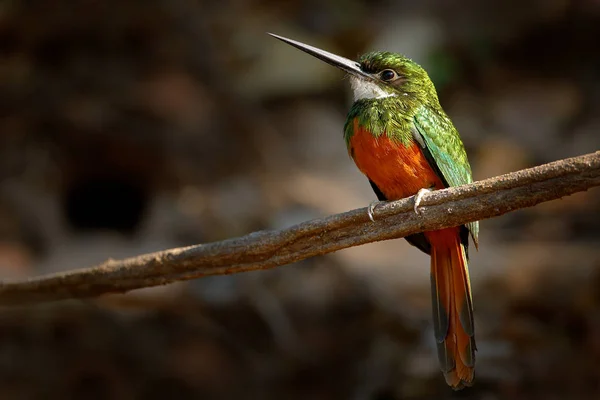Якамар Ревучий Galbula Ruficauda Зеленая Оранжевая Птица Длинным Веком Сидящая — стоковое фото