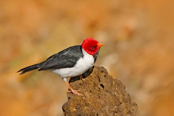 Cardinale Dal Becco Giallo Paroaria Capitata Uccello Canterino Bianco Nero — Foto Stock