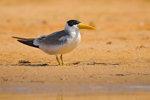 Large Billed Tern Phaetusa Simplex River Sand Beach Rio Negro — Stock Photo, Image