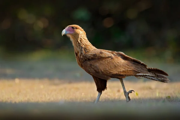 Caracara 走在草丛中 潘塔纳尔 Caracara Plancus 的猛禽画像 Caracara 绿草植被 来自巴西的野生动物场景 热带森林鸟 — 图库照片