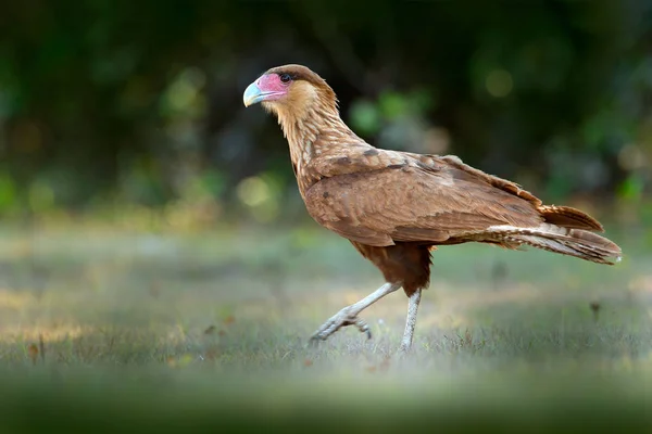 Caracara Del Sur Caminando Hierba Pantanal Brasil Retrato Aves Rapiña — Foto de Stock
