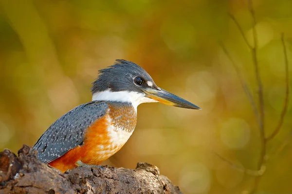 Wildlife Brazil River Bird Ringed Kingfisher Megaceryle Torquata Blue Orange — Stock Photo, Image