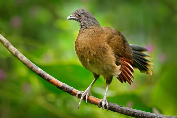 Gri Başlı Chachalaca Ortalis Cinereiceps Sanat Görünümü Egzotik Tropik Kuş — Stok fotoğraf