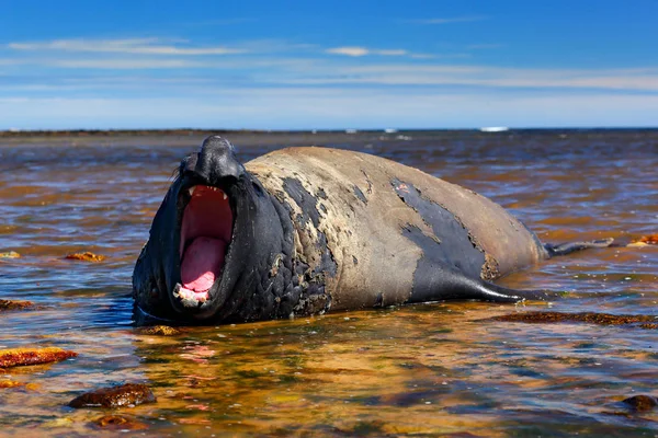 Animal Marinho Água Selo Elefante Com Focinho Aberto Grande Animal — Fotografia de Stock