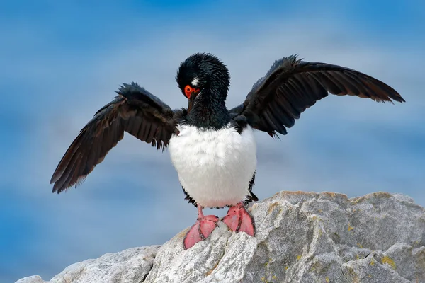 Bird Cleaning Plumage Open Black Wing Red Eyes Rock Shag — Stock Photo, Image