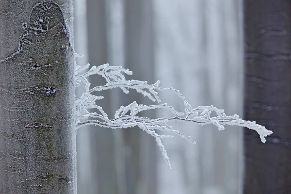 冬天在森林里 树上有雾凇 寒冷的冬天与冰在树上漂白在欧洲 白森林景观 雪霜小枝 — 图库照片