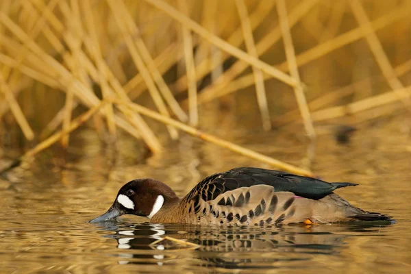 Bronze Winged Duck Speculanas Specularis Spectacled Duck Brown Duck Floating — Stock Photo, Image