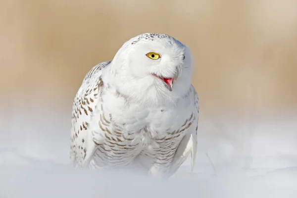 Snowy owl, Nyctea scandiaca, rare bird sitting on snow, winter with snowflakes in wild Manitoba, Canada. Cold season with white owl. Wildlife scene, snowy nature. Yellow eyes in white plumage feathers.