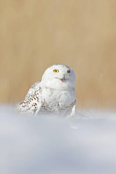 Nyctea Scandiaca 罕见的鸟坐在雪地上 冬天与雪花在野生马尼托巴 加拿大 寒冷的季节与白头鹰 野生动物的场景 下雪的性质 黄色的眼睛在白色羽毛羽毛 — 图库照片
