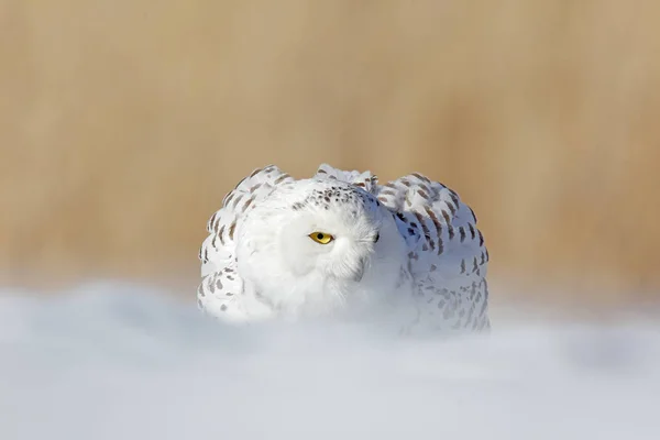 Coruja Nevada Nyctea Scandiaca Pássaro Raro Sentado Neve Inverno Com — Fotografia de Stock