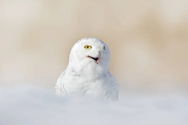 Búho Nevado Nyctea Scandiaca Pájaro Raro Sentado Nieve Invierno Con — Foto de Stock