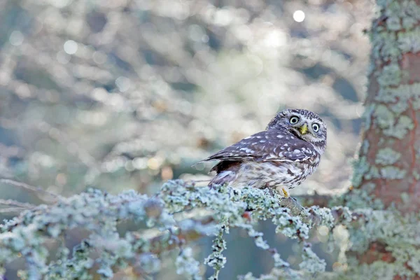 Escena Invierno Con Búho Pequeño Athene Noctua Bosque Alerce Blanco — Foto de Stock