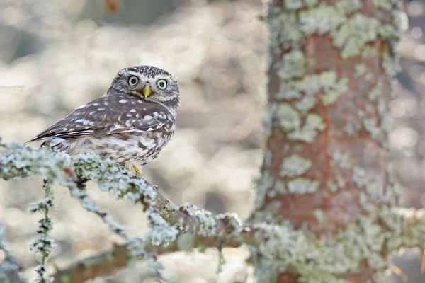 小さな鳥の自然の生息地 チェコ共和国での肖像画 自然から野生動物のシーン 雪の森で落下します コキンメフクロウ 中央ヨーロッパの白いカラマツ林のアテネ Noctua の冬景色 — ストック写真