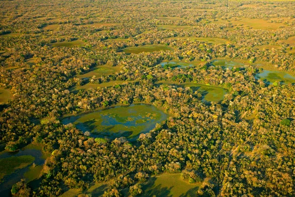 Paisagem Pantanal Lagos Verdes Pequenas Lagoas Com Árvores Vista Aérea — Fotografia de Stock