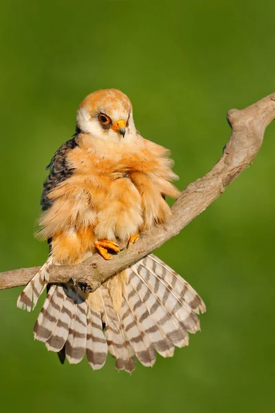 Czyszczenia Upierzenie Ogon Kobczyk Falco Vespertinus Ptak Siedzący Gałęzi Jasno — Zdjęcie stockowe