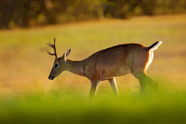 Jeleń Pampasowy Ozotoceros Bezoarticus Siedzi Zielonej Trawie Pantanal Brazylia Scena — Zdjęcie stockowe