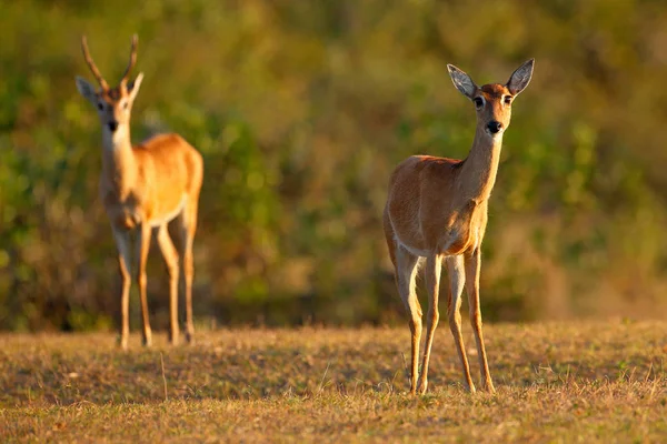 Ciervo Pampa Ozotoceros Bezoarticus Sentado Hierba Verde Pantanal Brasil Escena —  Fotos de Stock