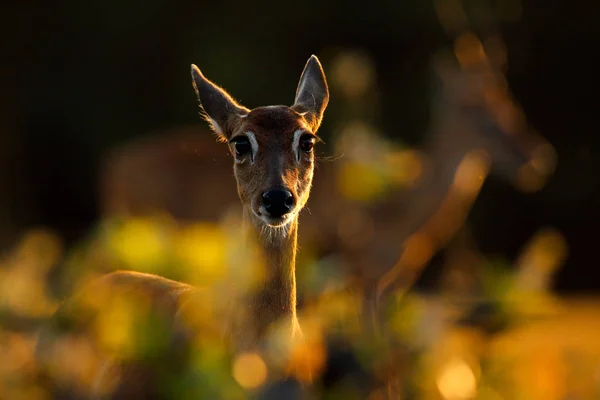 Portrait Cerf Contre Jour Soir Pampas Cerf Ozotoceros Bezoarticus Assis — Photo