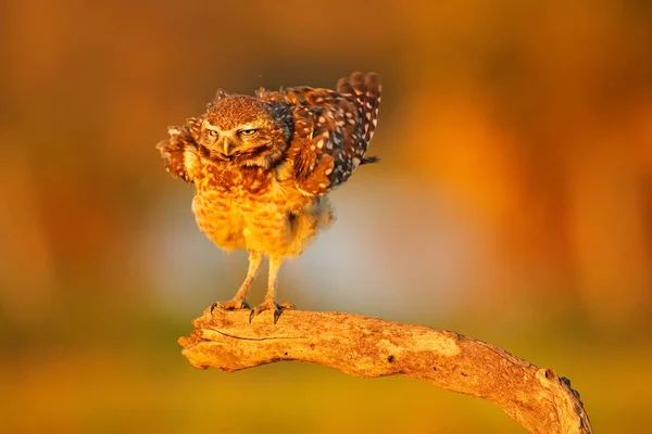 Burrowing Owl Athene Cunicularia Ave Nocturna Con Hermosa Luz Solar —  Fotos de Stock