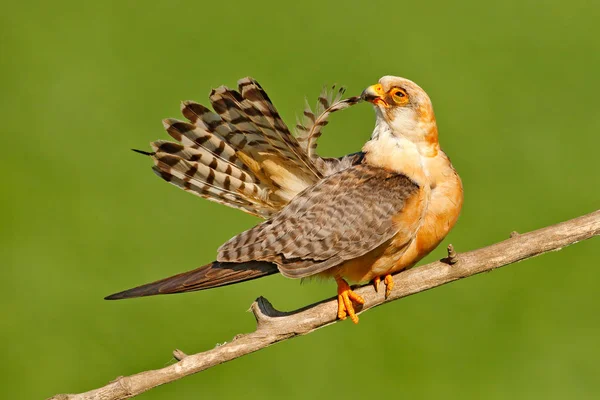 Rudonohá Falco Vespertinus Pták Sedící Větvi Jasně Zeleným Pozadím Čištění — Stock fotografie