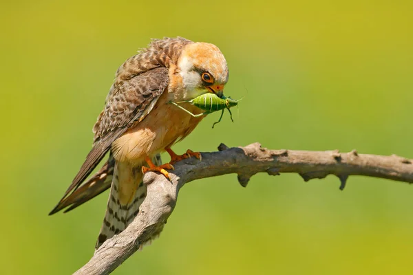 Falcon Met Vangst Locust Sprinkhaan Roodpootvalk Falco Vespertinus Vogel Zittend — Stockfoto