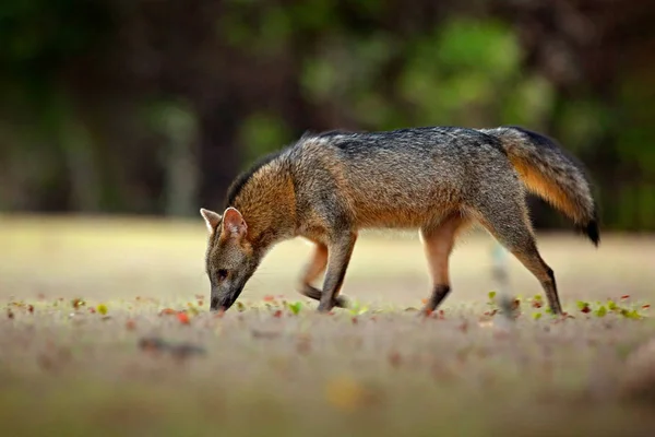 Crab-eating fox, Cerdocyon thous, forest fox, wood fox or Maikong. Wild dog in nature habitat. Face evening portrait. Wildlife, Pantanal, Brazil. Green vegetation, cute wild fox. Travelling Brazil.