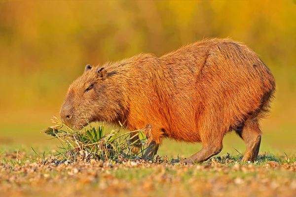 Kapybara Hydrochoerus Hydrochaeris Största Mus Solnedgången Pantanal Brasilien Wildlife Scen — Stockfoto