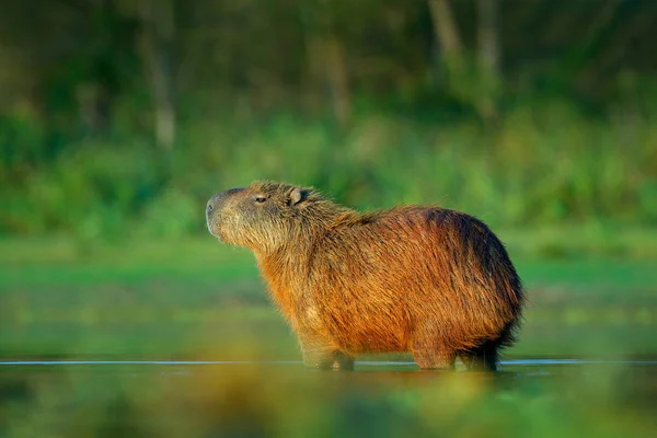 Capybara Hydrochoerus Hydrochaeris Biggest Mouse Water Evening Light Sunset Pantanal — Stock Photo, Image