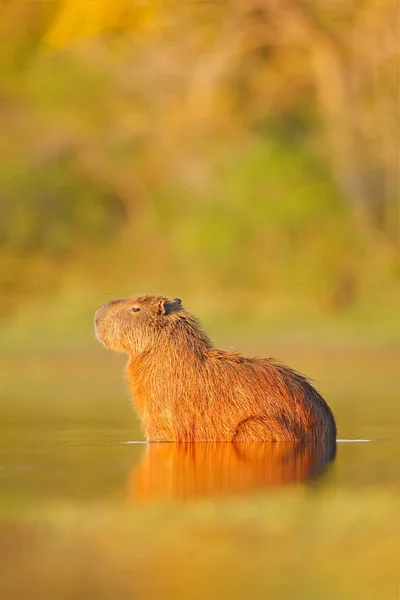 Kabie Hydrochoerus Hydrochaeris Největší Myš Vodě Večerní Světlo Při Západu — Stock fotografie