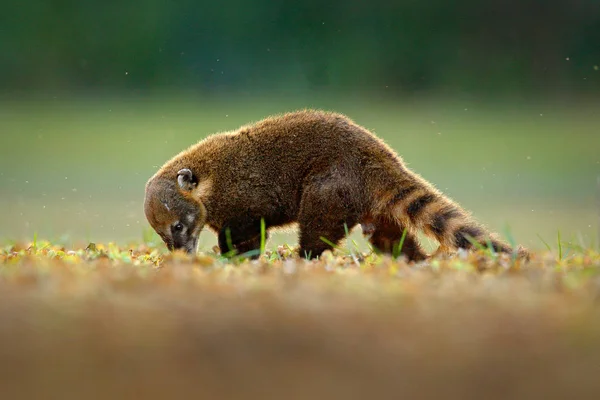 Lotor 位于哥斯达黎加国家公园的树上 在森林里的动物 长尾巴的浣熊 哺乳动物在自然栖所 来自热带哥斯达黎加的动物 — 图库照片