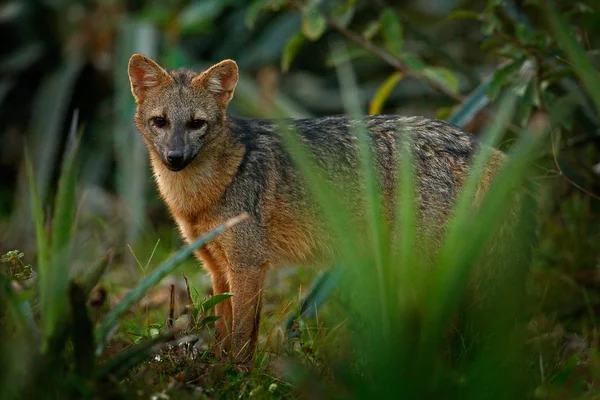 Crab-eating fox, Cerdocyon thous, forest fox, wood fox or Maikong. Wild dog in nature habitat. Face evening portrait. Wildlife, Pantanal, Brazil. Green vegetation, cute wild fox. Travelling Brazil.