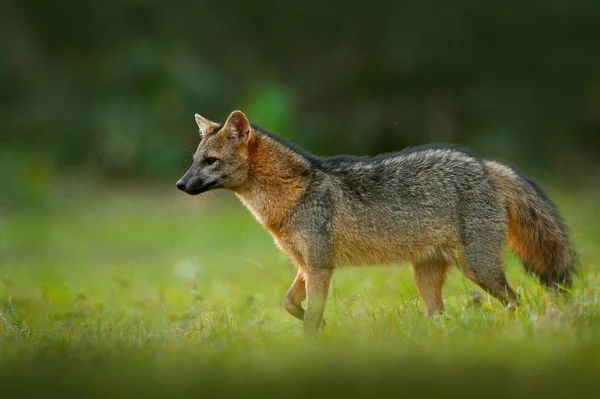 Καβούρι Φαγητό Αλεπού Cerdocyon Χιλ Δάσος Αλεπού Ξύλινο Αλεπού Maikong — Φωτογραφία Αρχείου