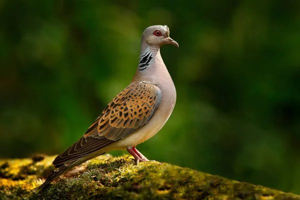 Turkawka Streptopelia Turtur Ptak Gołąb Lasu Tle Siedlisk Zielony Natura — Zdjęcie stockowe