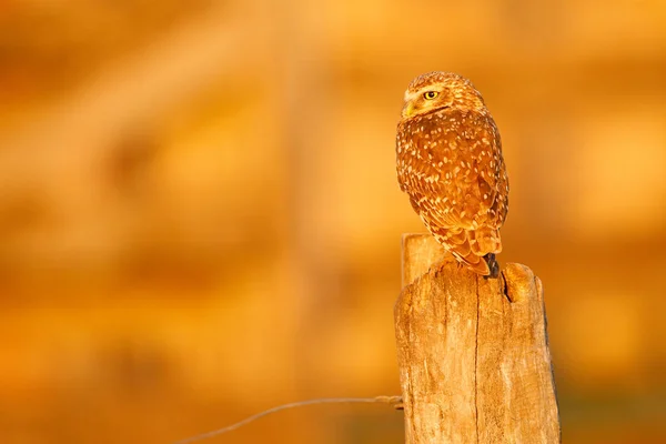 Burrowing Owl Athene Cunicularia Night Bird Beautiful Evening Sun Light — Stock Photo, Image