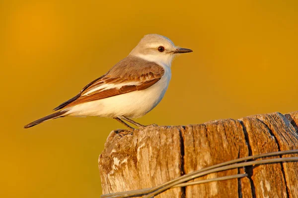 Τύραννος Flycatcher Στον Βιότοπο Φύση Πουλί Κάθεται Στο Γρασίδι Λευκό — Φωτογραφία Αρχείου