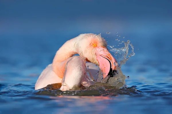 Plameňák Krásný Růžový Velký Pták Tmavě Modré Vodě Večer Slunce — Stock fotografie