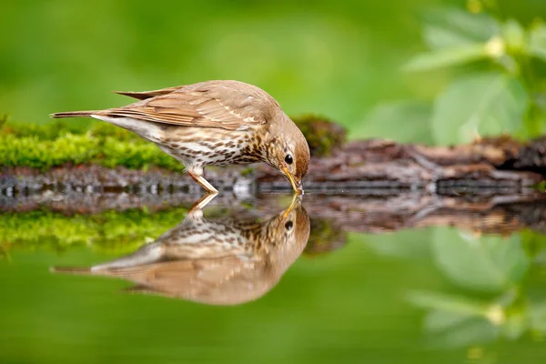 Bird Water Mirror Reflection Grey Brown Song Thrush Turdus Philomelos — Stock Photo, Image