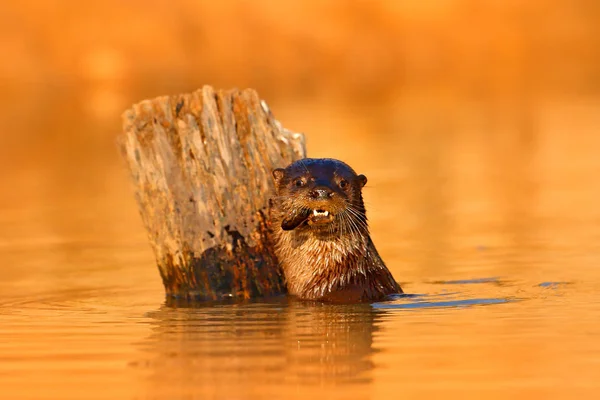 Giant Otter Pteronura Brasiliensis Portrait River Water Level Rio Negro — Stock Photo, Image