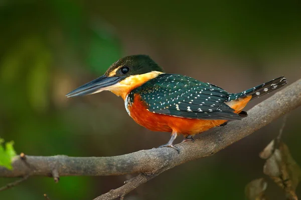 Rufous Kingfisher Chloroceryle Inda 녹색과 오렌지 Baranco Pantanal 브라질에서에서 조류에 — 스톡 사진