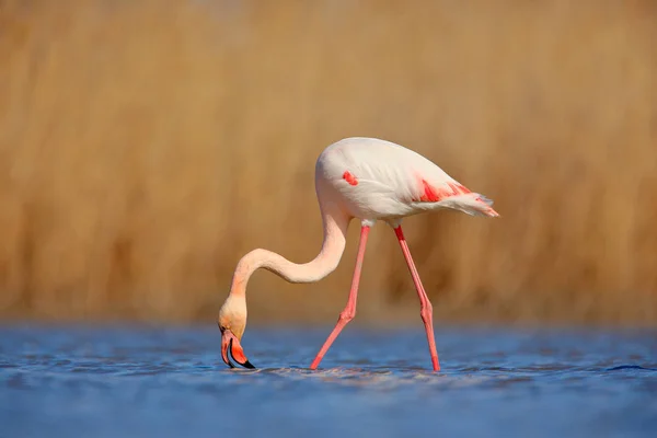 Szép Rózsaszín Nagy Madár Flamingó Phoenicopterus Ruber Vízben Esti Nap — Stock Fotó