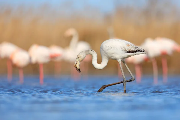 Fin Rosa Stor Fågel Större Flamingo Phoenicopterus Ruber Vattnet Med — Stockfoto