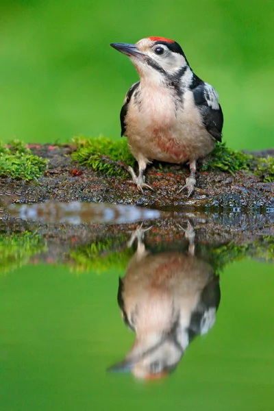 Bra Spotted Woodpecker Detalj Närbild Porträtt Fågel Huvud Med Rött — Stockfoto