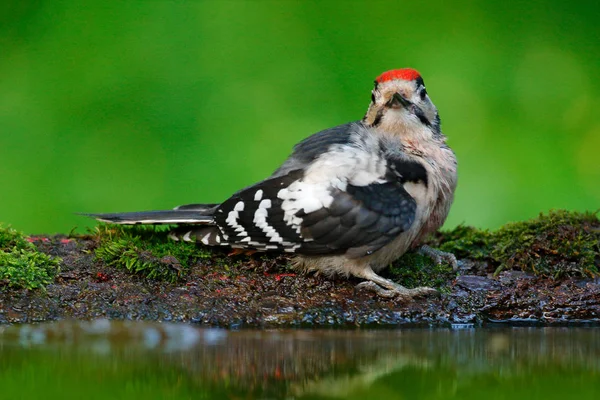 アカゲラ 森林の生息地で動物の赤い帽子 黒と白の鳥頭の肖像画をクローズ アップ詳細オフ反射水 ドイツで緑の背景色にします 野生動物のヨーロッパ — ストック写真