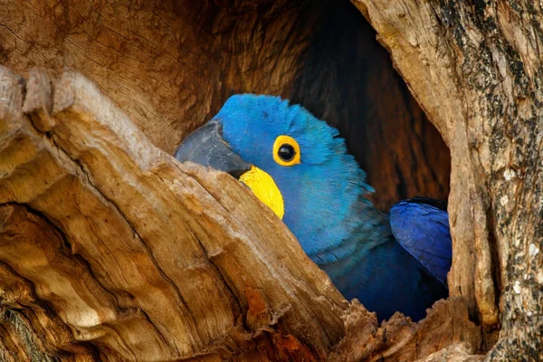 Hyacinth Macaw Anodorhynchus Hyacinthinus Tree Nest Cavity Pantanal Brazil South — Stock Photo, Image
